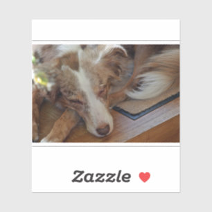 australian shepherd red merle sleeping