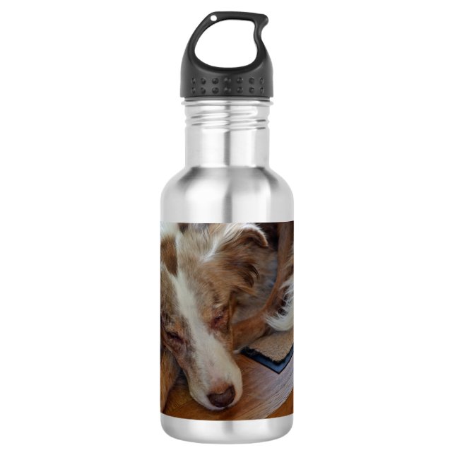 australian shepherd red merle sleeping 532 ml water bottle (Front)