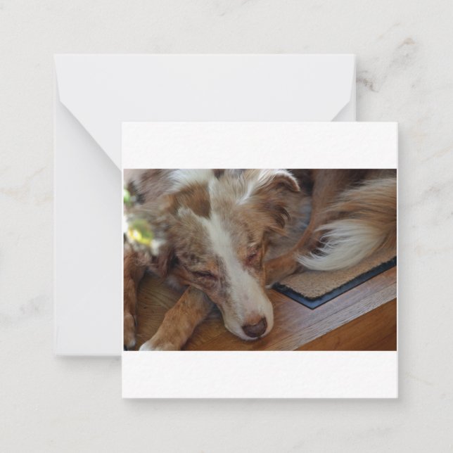 australian shepherd red merle sleeping card (Front)
