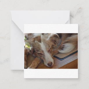 australian shepherd red merle sleeping card