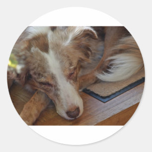 australian shepherd red merle sleeping classic round sticker