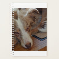 australian shepherd red merle sleeping