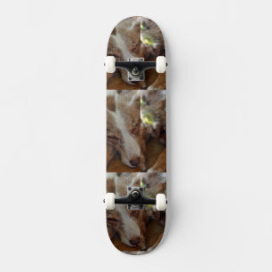 australian shepherd red merle sleeping skateboard