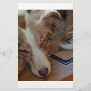 australian shepherd red merle sleeping stationery