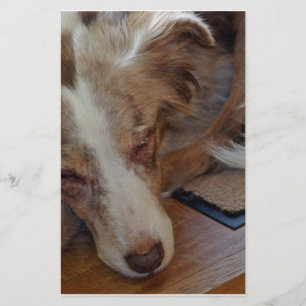 australian shepherd red merle sleeping stationery