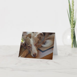 australian shepherd red merle sleeping thank you card