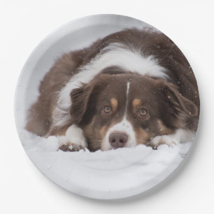australian shepherd red tri laying in snow paper plate