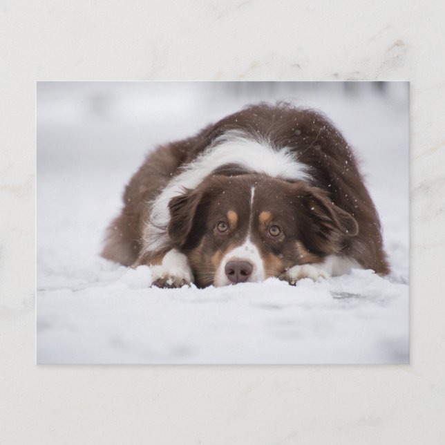australian shepherd red tri laying in snow postcard (Front)