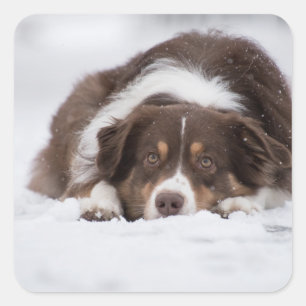 australian shepherd red tri laying in snow square sticker