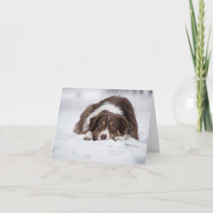 australian shepherd red tri laying in snow thank you card