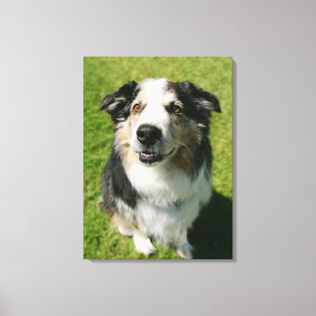 Australian Shepherd smiling at camera Canvas Print (Front)
