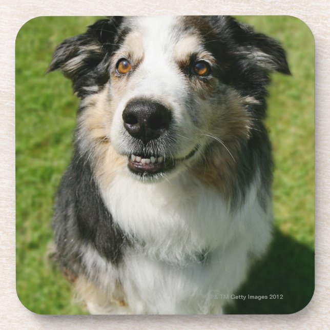 Australian Shepherd smiling at camera Coaster (Front)