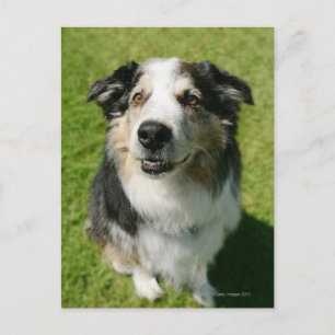 Australian Shepherd smiling at camera Postcard