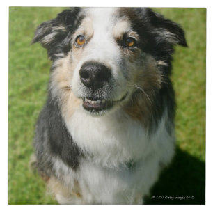 Australian Shepherd smiling at camera Tile