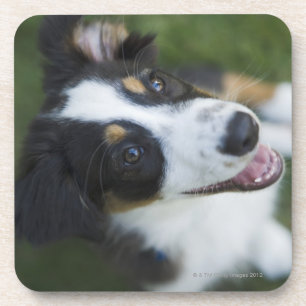Australian Shepherd standing on hind legs Coaster