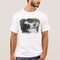 Australian Shepherd standing on hind legs