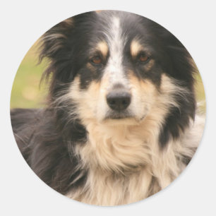 Australian Shepherd Sticker