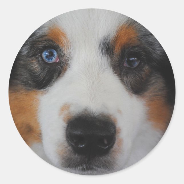 Australian Shepherd Stickers (Front)