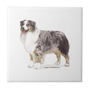 Australian Shepherd Tile