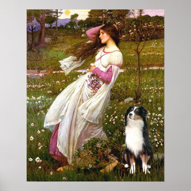 Australian Shepherd (Tri) - Windflowers Poster (Front)