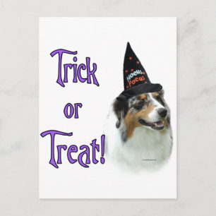 Australian Shepherd Trick Postcard