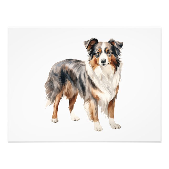Australian Shepherd watercolor clipart Australian  Photo Print (Front)