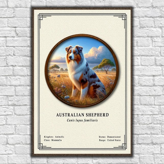 Australian Shepherd Zoology Series Poster (Creator Uploaded)