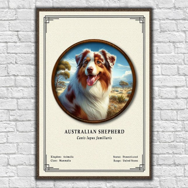 Australian Shepherd Zoology Series Poster (Creator Uploaded)