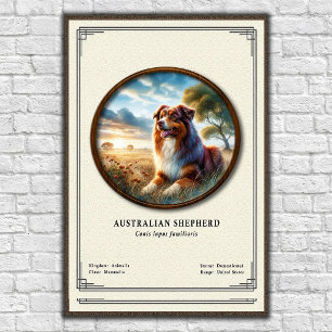 Australian Shepherd Zoology Series Poster