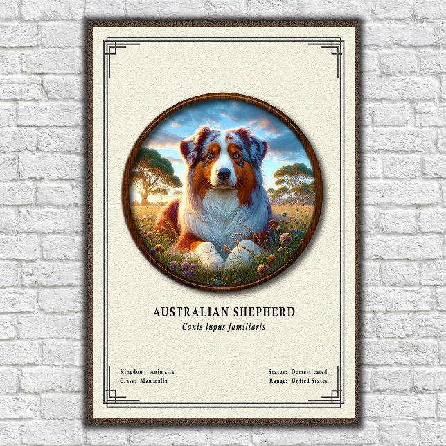 Australian Shepherd Zoology Series Poster (Creator Uploaded)