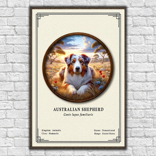 Australian Shepherd Zoology Series Poster (Creator Uploaded)