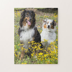 Australian Shepherds Jigsaw Puzzle
