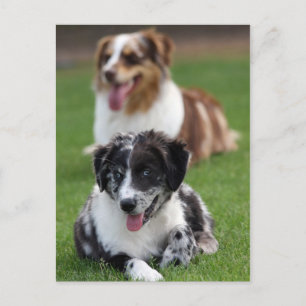 australian shepherds postcard