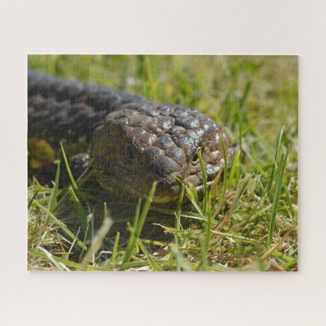 Australian Shingleback Blue Tongue Lizard, Jigsaw Jigsaw Puzzle (Horizontal)
