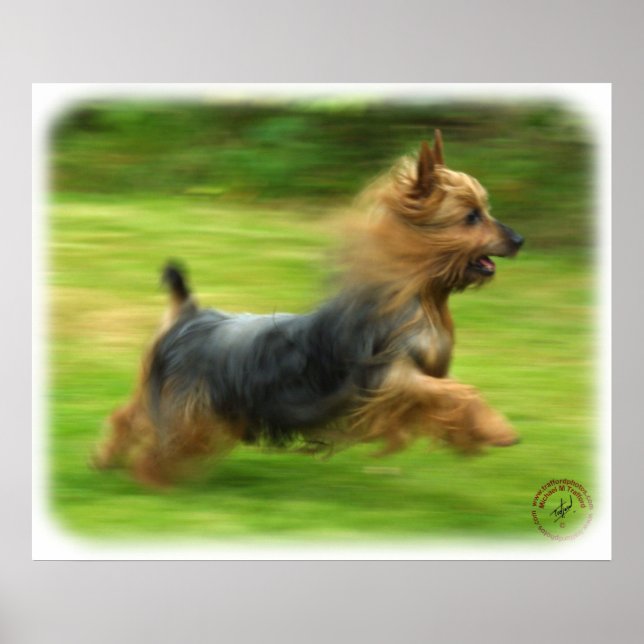 Australian Silky Terrier design Poster (Front)
