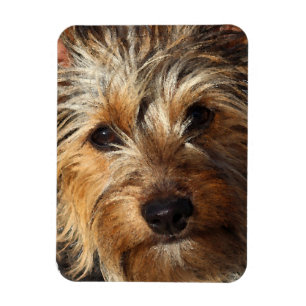 Australian Silky Terrier Magnet