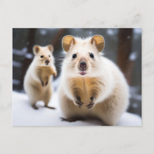 Australian Snow Quokka in Snow Snokka Postcard
