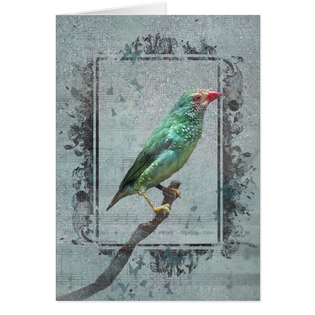 Australian Star Finch on Music (Front)