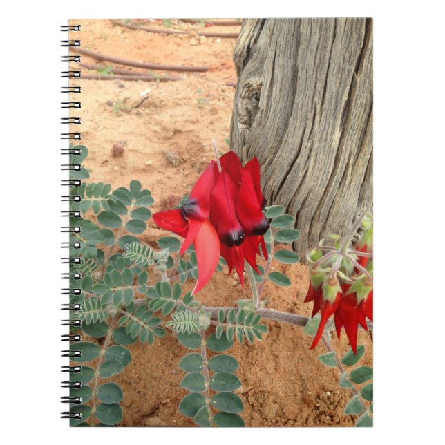 Australian Sturt's Desert Pea notebook (Front)