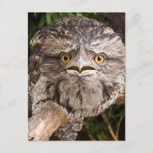 Australian Tawny Frog Mouth Bird Postcard