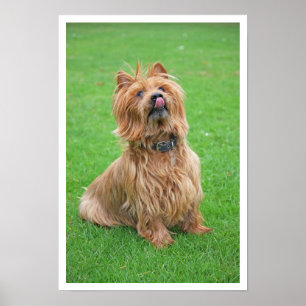 Australian Terrier Licking Nose Poster