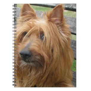 australian terrier on bench.png notebook