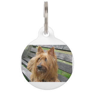 australian terrier on bench.png pet tag