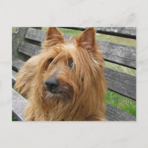 australian terrier on bench.png postcard