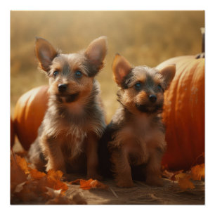 Australian Terrier Puppy Autumn Delight Pumpkin Poster
