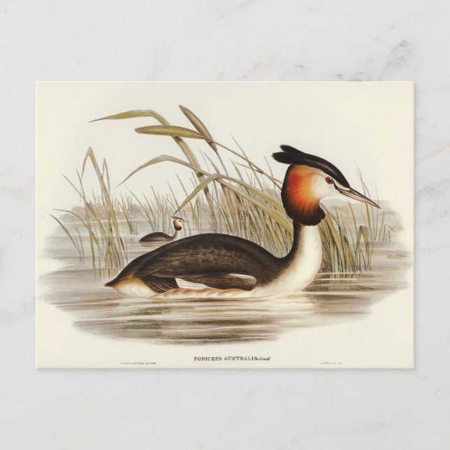 Australian Tippet Grabe by Elizabeth Gould Postcard (Front)