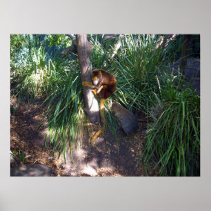 Australian Tree Kangaroo, Poster