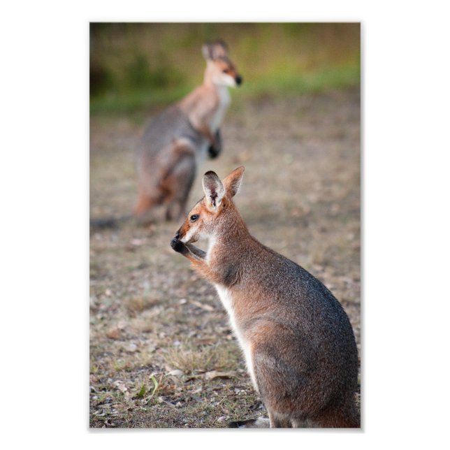 Australian Wallabies Queensland Photo Print (Front)