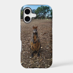 Australian Wallaby Enjoying His Stick,