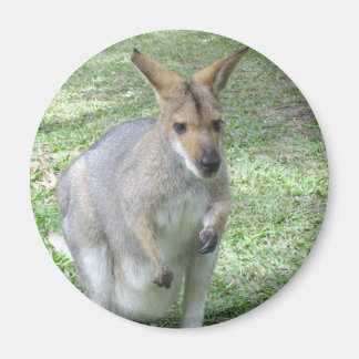 Australian Wallaby Magnet